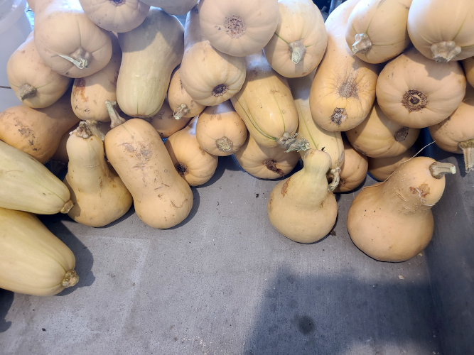 Butternut Squash Harvest