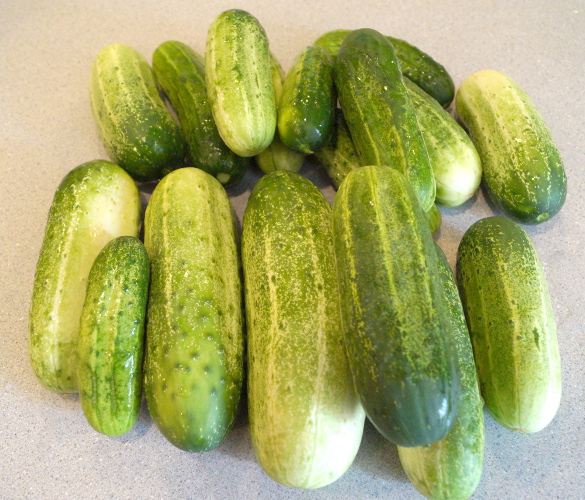 Cucumbers