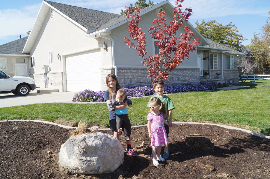 Newly Planted Maple Tree 2017